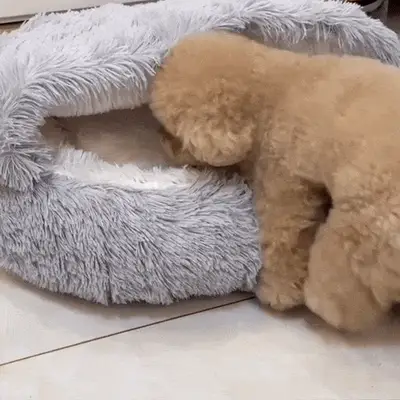 FIFY STORE Soft Plush Pet Bed with Cover  %Post Title %Site Name